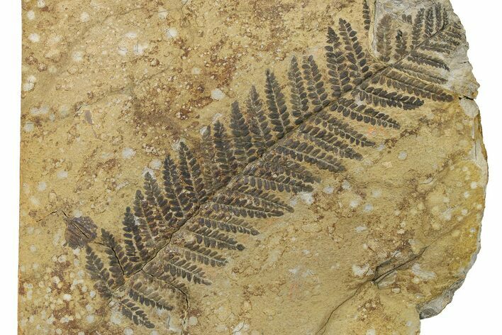 Rare, Pennsylvanian, Fossil Fern (Pecopteris) Frond - Austria #264529